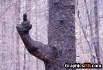 Tree With an Attitude